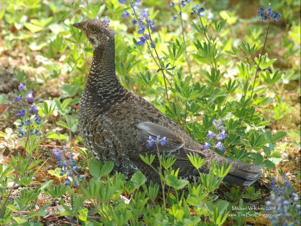 Sooty Grouse - Manning Park, BC          Along the road up to the sub alpine meadow at Manning park, this female sooty grouse was parked on the side of the road not moving. As it turned out there were little ones running through the Lupine.             Michael W Klotz 2020 - www.TheBirdBlogger.comPicture