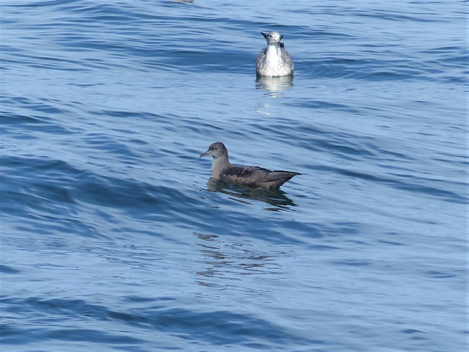 The Sooty's were the most abundant shearwater of the day during a pelagic trip I was on recently. out of Ucluelet, BC. We travelled north west out of the harbor well north of Tofino on a very cloudy day. It just so happened that there was a fishing boat in a patch of opena nd sunny ocean with a trail of birds following the boat. This Shearwater landed to take advantage of the scraps along the rear of the vessel. 