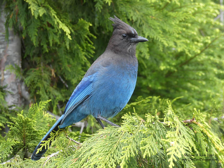 Stellar's Jay - Cypress Mountain Provincial Park, BC         If you are into a bit of a hike, there is a look out on Cypress Mountain that gives a wonderful view of Bowen Island and a couple birds as well.  This Stellar's Jay was checking on the hikers as well as the Canada Jays getting the same treatment. Both of these mountain birds have incredible memories but the Stellar's Jays not only remember where they placed food stores but also remembers where the Canada jays stored theirs as well.               Michael W Klotz 2020 - www.TheBirdBlogger.com Picture