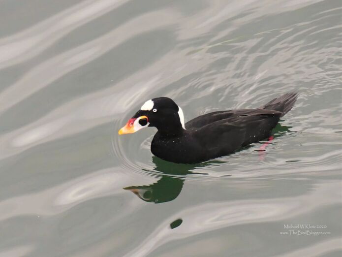 Surf Scoter - White Rock Pier, BC            White Rock pier offer some of the best viewing of these sea ducks. Surf Scoter spend the winter around Vancouver shores diving for clams and other shellfish in groups as large 4000 birds. In summertime they are found on their breeding grounds in fresh water lakes around the northern parts of Canada and Alaska. There are three species of Scoter that live here in North America, including the White-winged Scoter and the Black Scoter and all can be seen off the pier in White Rock.               Michael W Klotz 2020 - www.TheBirdBlogger.com Picture