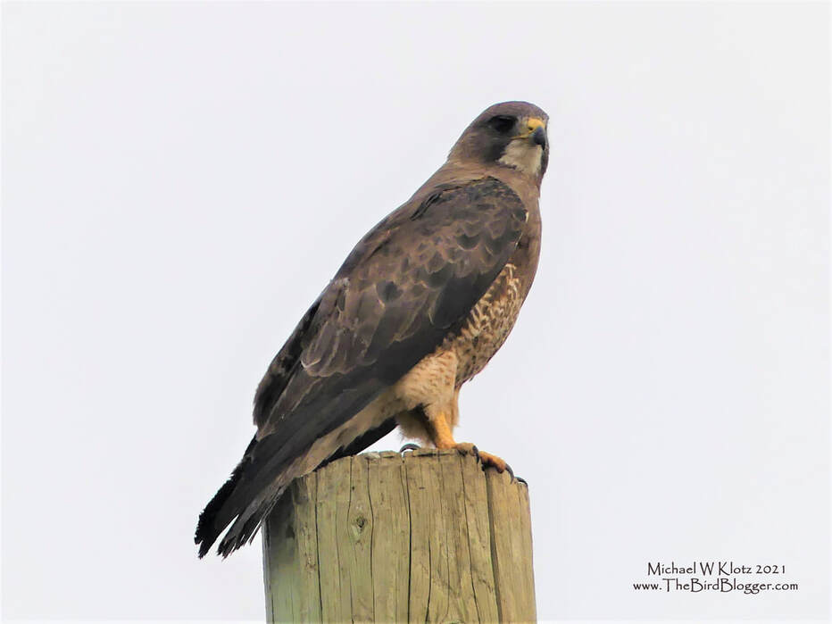 Swainson's Hawk - Silverwing Golf Course, AB        Overseeing his part of the world was important on that evening. There was a great deal of calling and general noise making to a mate near by. Raptors, especially the broad-winged type hawks are hard to tell apart from a distance when they are sitting on poles. One way I use to identify these birds is, the very distinct white bib below the beak, followed by confirming they don't have a red tail. This photo was taken on the east side of the Calgary Airport near Silverwings Golf Course.                    Michael W Klotz 2019 - www.TheBirdBlogger.com Picture