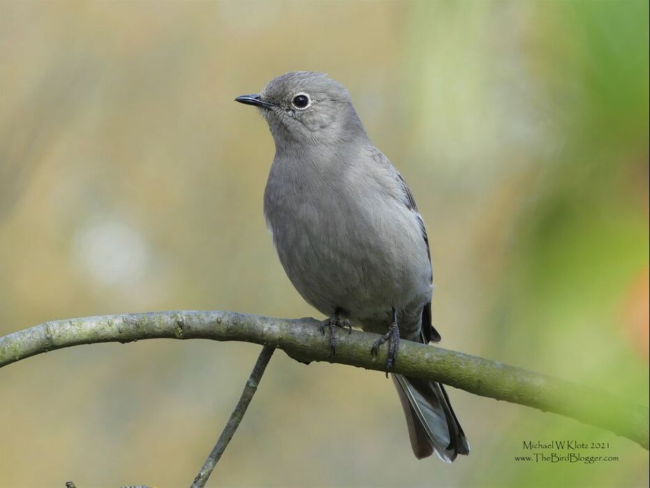 Townsend's Solitaire - Granville Park, BC          Solitaires are close relations to the American Robin being in the thrush family. They are mostly high altitude birds in the summer nesting season, but mostly eat Juniper berries in the winter. The can be found on the west coast from Alaska to Mexico even heading to the more arid regions for a winter food source. This beautiful bird however was found in a park in downtown Vancouver making his way through a berry bush.               Michael W Klotz 2021 - www.TheBirdBlogger.comPicture