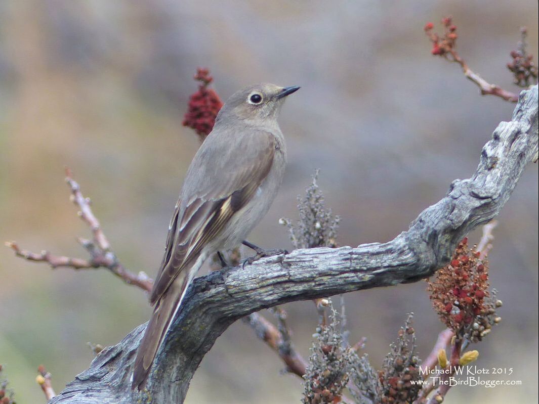 Townsend's Solitaire - Haynes Lease Ecological Reserve, BC