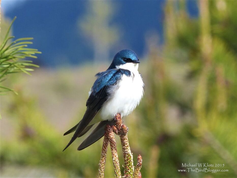 Tree Swallow Picture