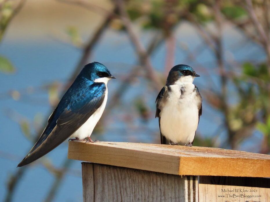 Tree Swallow Pair - Iona Island, BC        Mine! A mated pair of Tree Swallows have claimed a nesting box on the big pond at Iona Island. Every year, the coming of spring brings these little blue acrobats back from the south. They look very similar to the Violet-green swallows that come back at the same time but the two main differences are that the Tree Swallows eyes are in the color and the white that extends up their rump is less and does not look like it almost connects.               Michael W Klotz 2021 - www.TheBirdBlogger.com Picture