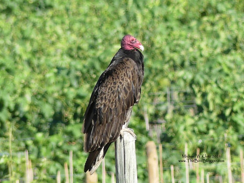 Turkey Vulture - Okanagan Falls, BC       The only vulture we see in British Columbia as well as the only one in Canada. There are a lot of people that don't believe me when I say we have Vultures here in what is also know as the 