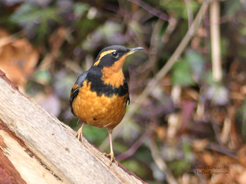 Varied Thrush - Vancouver, BC        Varied Thrush are a secretive bird and when you get a chance to have one pose out in the open, you take advantage of the moment. This bird was photographed on the north side of Lost Lagoon in Stanley Park. There were several birds here in the marshy margin of the forest all looking for something to eat. These birds are no where else but the west coast from Alaska south to the northern tip of Baja California.                   Michael W Klotz - www.TheBirdBlogger.com Picture