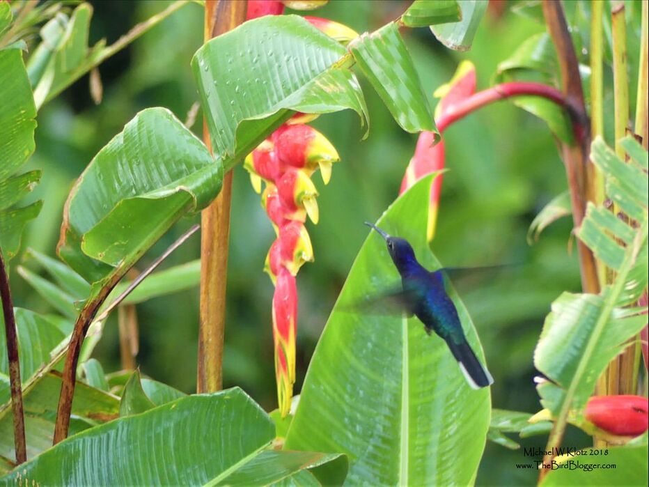 Violet Sabrewing - Selva Negra, Nicaragua        Central America's largest hummingbird was guarding a patch of Heliconia flowers during our visit to Selva Negra. They prefer the mountainous regions of the neotropical forests staying above 1000 feet above sea level. This male was working the patch of Lobster Claw Heliconia keeping all other birds well away from his prized possession. They didn't even have to be interested in the flowers for them to get a reaction. Notice the bill is perfectly curved to fit into the curved opening to allow for the best reach into the nectar.             Michael W Klotz - www.TheBirdBlogger.com Picture