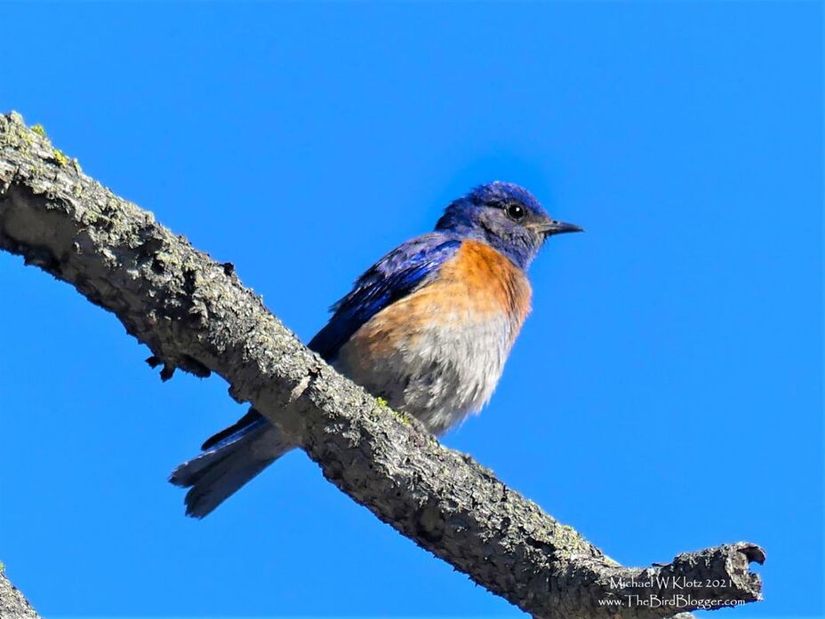 Western Bluebird - Kruger Mountain, BC Picture