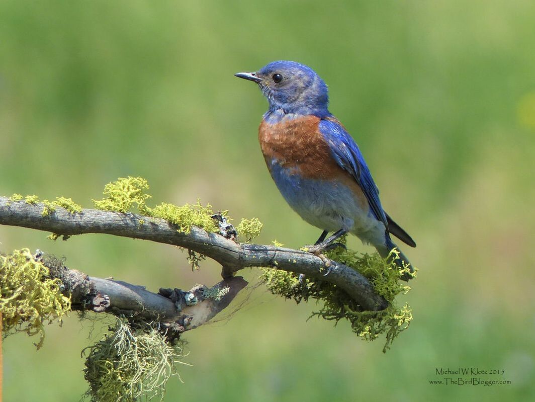 Western Bluebird - Pritchard, BC           This is a great bird for British Columbia, thanks to a posting from the Duplika's. Western Bluebirds are not near as common as the Mountain variety here in BC, and certainly not this far north. This male was busy feeding his nestlings with the female bringing butterflys and grasshoppers. The trip between Pritchard and Chase is fantastic new route I will be sure to take again.                  Michael W Klotz 2020 - www.TheBirdBlogger.com Picture