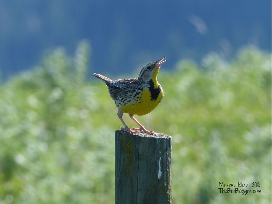 The bench above the upper south Thompson River has some great grassland birds. The fence posts were alive with yellow birds with black 
