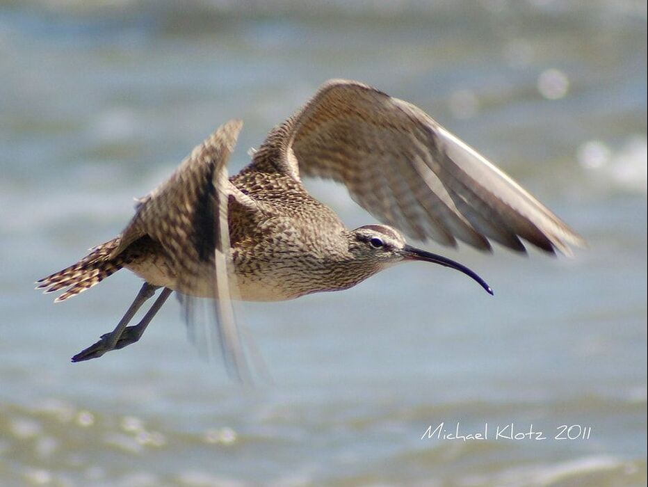 Whimbrel - Malibu, CA      Headed up shore with his mates from Malibu Lagoon. I bit of a head wind gave me the time to grab this nice shot  Michael W Klotz - www.TheBirdBlogger.com