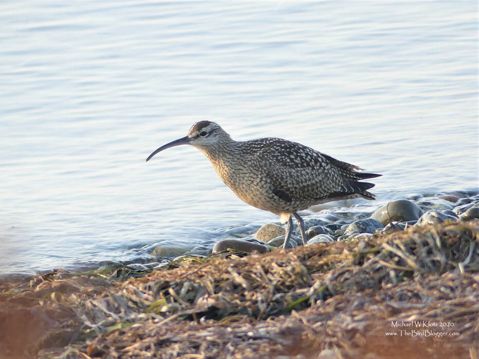 Hudsonian Whimbrel - Tsawwassen Ferry Jetty, BC           There were a small flock of Hudsonian Whimbrels that spent some time on the Tsawwassen Ferry Jetty late this fall. When I put together some of the posts I like to put some little bit of information of the bird. During the search for 