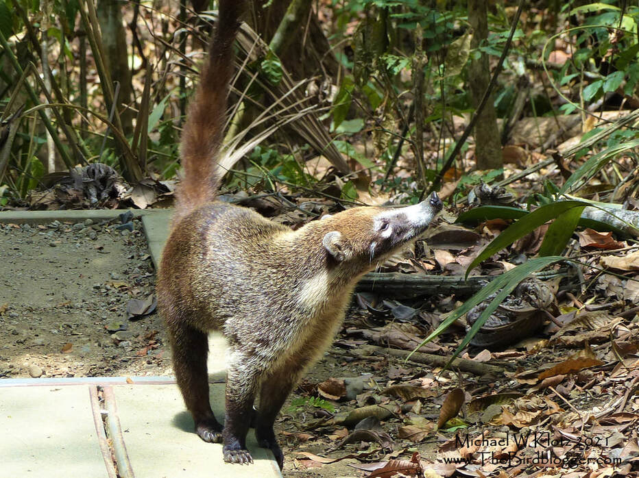 White-nosed Coati - Gamboa, Panama        A curious and hungry Coati was smelling what was the left overs from lunch at the Panama Rain Forest Discovery Center. This momma was leading her troop through the forest to take advantage of what may have been discarded at the local kitchen. Coati's are cousins of the raccoon and definitely reminded me of those furry bandits we see here in Vancouver.              Michael W Klotz - www.TheBirdBlogger.com Picture
