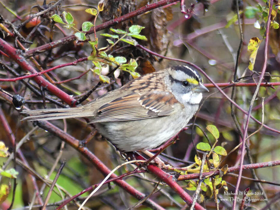 White-throated Sparrow - Vancouver, BC        Another relatively uncommon sparrow in Vancouver as taken up residence for the time being around the stone bridge at Stanley Park. There is a juvenile of the same species that is also here. This year has a huge influx of birds from north of the Rockies. It might have been the severe snow storm that showed up in Alberta at the beginning of the month that led to so many birds that head southeast for the winter to detour here.             Michael W Klotz - www.TheBirdBlogger.com Picture
