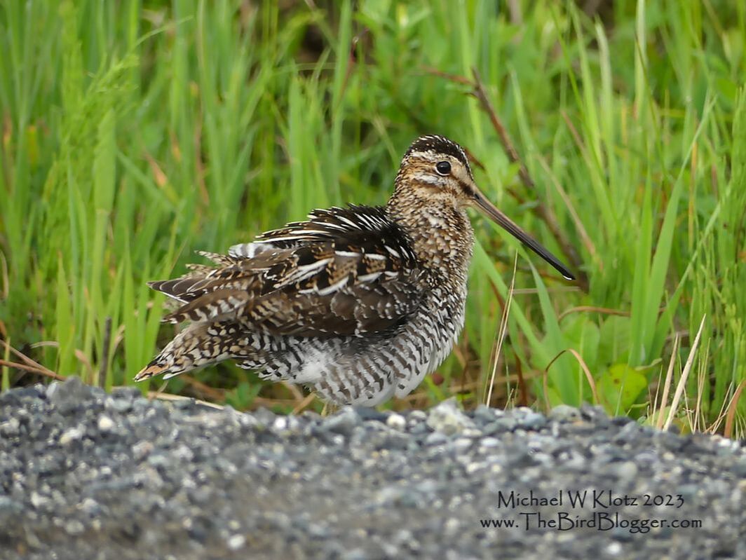 Wilson's Snipe - Blaney Bog, BC          This handsome fella was all puffed up to look good for the ladies. He was winnowing away on the edge of the swamp and flying low over the grass carrying on all the way. Wilson's snipe are considered part of the shorebird family but are rarely found on the beach. You can find them skulking along the edges probing for invertebrates or sunning in an inconspicuous location. This Snipes latin name is derived from the latin 