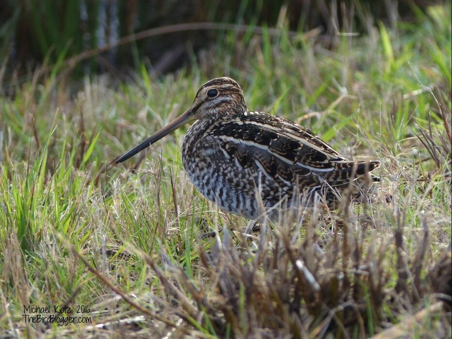 This unexpected Wilson's Snipe was sunning itself after a cold spell here in Vancouver. This photo was taken at the Boundary Bay Airport along one of the wet fields to the north of the airport. These very secretive birds typically are only seen when you flush them from cover as you have come too close so I was quite lucky to get these shots. The North American Snipe has, in the last 15 years, been split from its cousin in Europe, the Common Snipe. Other North American relatives are the Woodcock and both Dowitcher species. Wilson's Snipe Gallinago delicata Boundary Bay Airport Delta BC British Columbia Canada grass camouflage brown green beak blogger com shorebird bird outdoor animal landscape
