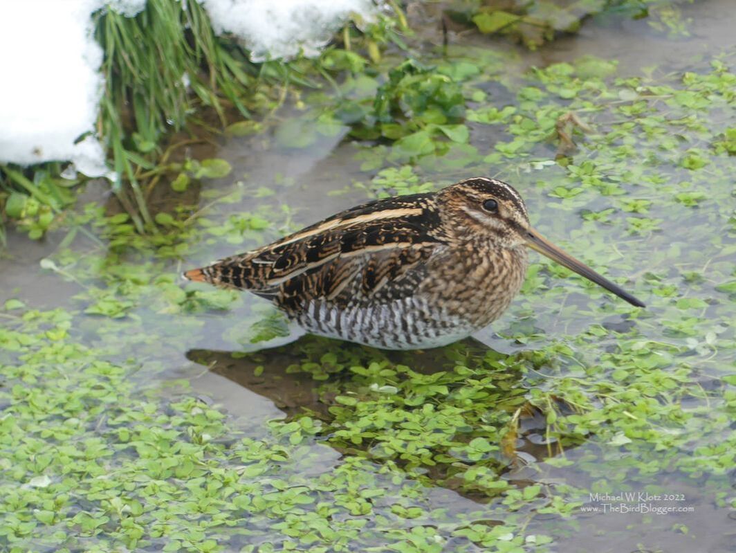 Wilson's Snipe - Milner, BC        We have a great area for the Christmas Bird Count, which includes the area of Milner, BC. This is where Langley has a great many greenhouses. This year our weather was cold and snowy and there were very few places that had open water. The warmer water from the greenhouses flows into the ditches in the area melting snow and ice which allows these West Coast inland shorebirds the ability to feed and stay relatively warm. The Wilson's Snipe is well camouflaged for the grassland life but not so much for greenery.                Michael W Klotz 2021 - www.TheBirdBlogger.comPicture