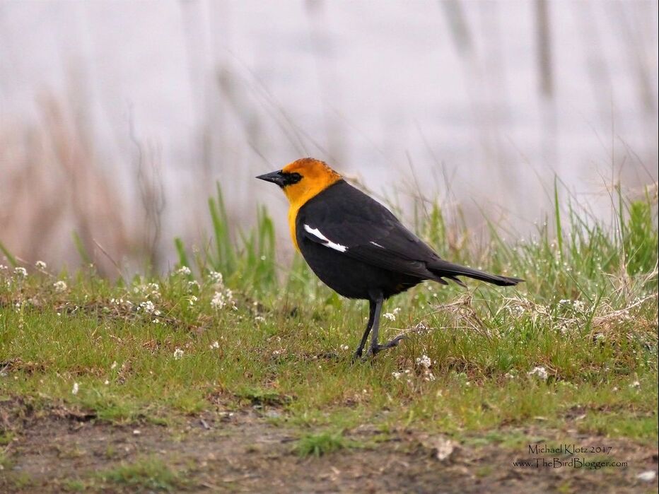 Yellow-headed Blackbird - On an early morning trip to Iona Island a came across two male yellow-headed blackbirds working the edge of the pond. They were relatively relaxed as a slowly followed along with the exercise. These birds are very easy to detect in the spring with the yellow beacon on their head and the conspicuous white wing patch but most notable is the absoultely anti-melodic screechy growl. There is something about it that says 