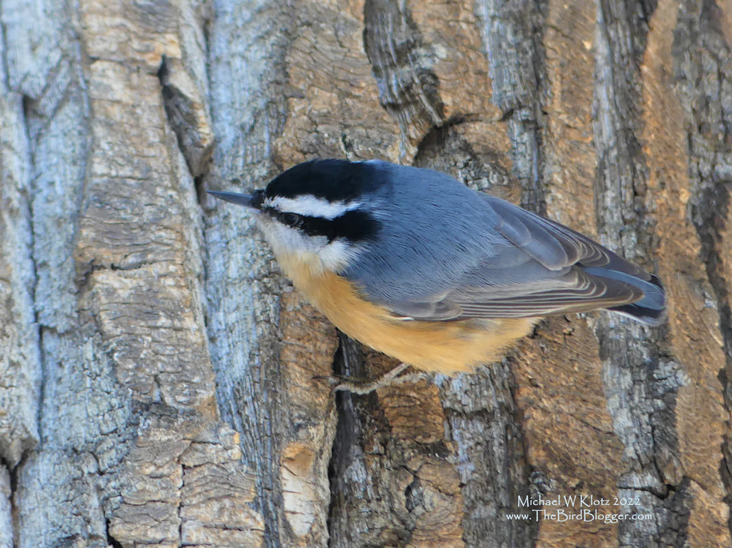 Red-breasted Nuthatch - Bebo Grove, AB         Another bird that was interested in what we were doing during a cold walk in Bebo Grove in the south of Calgary, Alberta. The Red-breasted birds are one of four Nuthatches in North America, one of three in Canada and one of two in Alberta. One of the things that I learned when I got serious about birding was that Nuthatches are more apt to go down a tree where a Brown Creeper is almost always going to head up a tree. Also, if you watch a nuthatch after they grab a sunflower seed or two and are full, they will take the seed and find a crevice in the truck of a tree and hammer the seed into the hiding spot for finding later.         Michael W Klotz 2021 - www.TheBirdBlogger.com