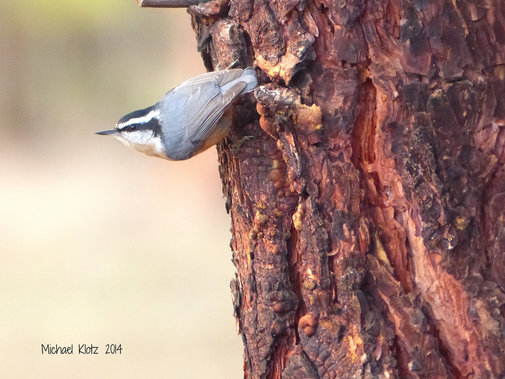 Red-breasted Nuthatch - Wenas, WA      This Nuthatch was one of two red-breasts and one of 7 species combing the pines for food in Wennas Campground just north west of Yakima, WA. I hit the tri-fecta of nuthatches looking for a White-headed Woodpecker. (no pictures or luck on that bird.) There were 8 Pygmy's and 2 White breasted Nuthatches along with Mountain and Black-capped Chickadees, a Brown Creeper and a Golden-crowned Kinglet as well.             Michael W Klotz - www.TheBirdBlogger.com