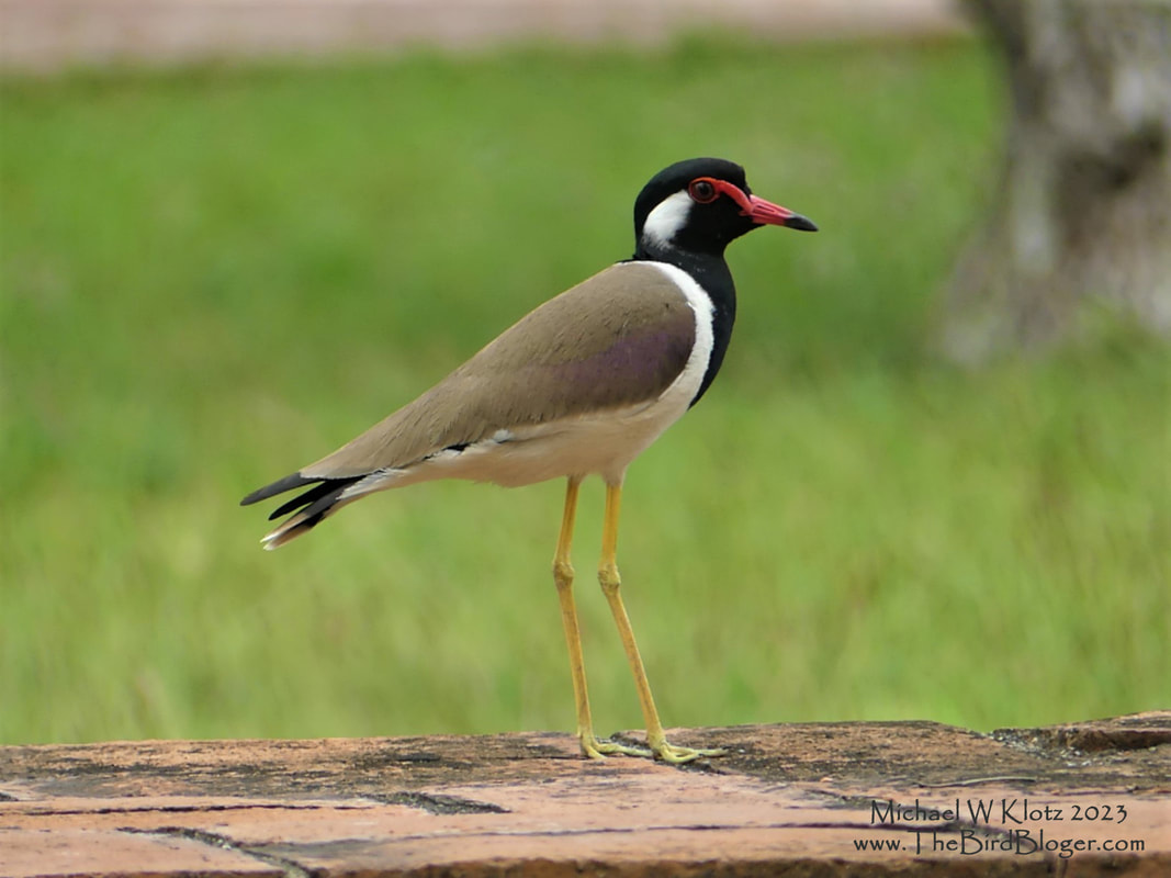 Red-wattled Lapwing - Wat Mahathat, TH        Standing proud on the outer walls of the monastery at Wat Mahathat, this member of the plover family surveys his territory. A relative of the North American Killdeer, Red-wattled plovers are found in South East Asia from Saudi Arabia to Vietnam and here in Thailand and we saw the species several times in our travels from Bankok to Phuket. We heard them on almost all occasions before we saw them.       Michael W Klotz 2023 www.TheBirdBlogger.com
