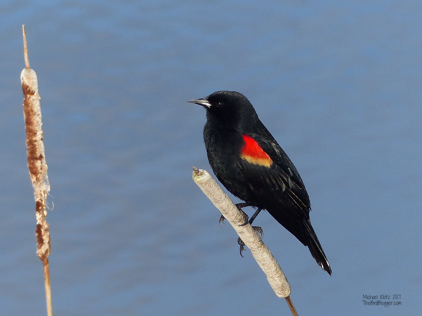Red-winged Blackbird - This bright shouldered blackbird is always the most vocal of the birds of a marshy pond. The are fiercely protective of their home range driving off  birds and animals many times their size. They are frequently seen harassing crows and Red-tailed hawks until the would be nest thief is driven from the area. These birds are the most common bird in North America with some 130 million birds which is down from 190 million birds over the last 40 years.     Michael Klotz - www.TheBirdBlogger.com