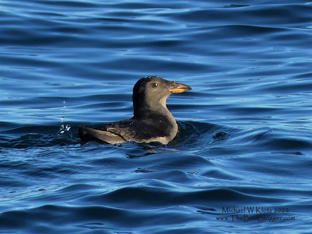 Rhinoceros Auklet - Sandheads, BC        On the Important Bird Area (IBA) count of the Fraser River Delta we were lucky enough to see a large amount of Rhinoceros Auklet. These dark seabirds are closely related to the Puffin. During breeding season, the adult birds grow a 
