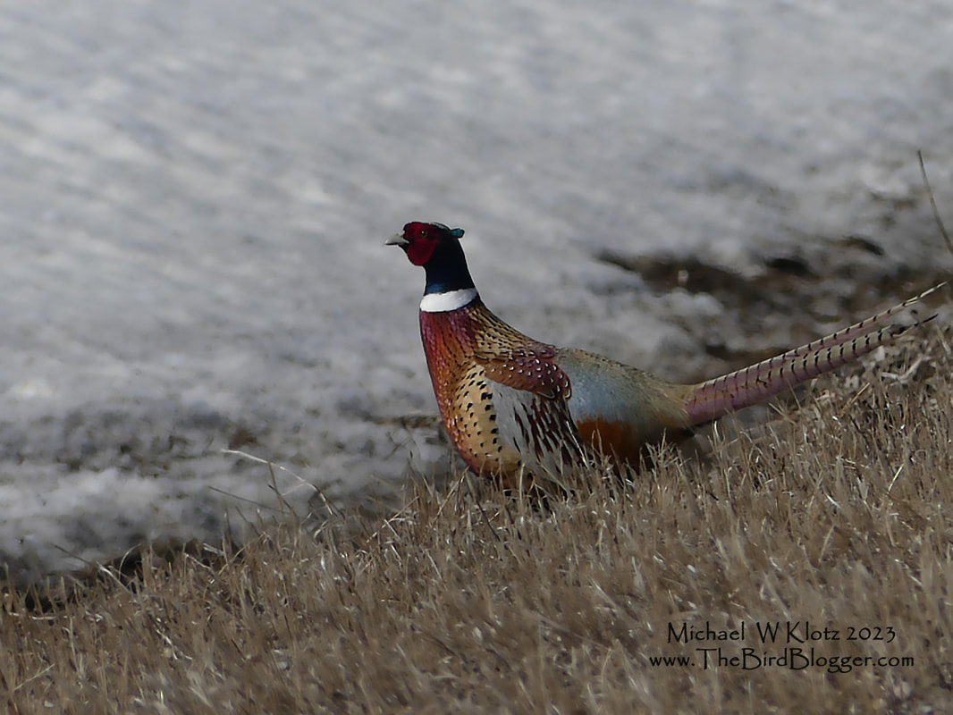 Ring-necked Pheasant - Wheatland County, AB         On a country road in Wheatland County in the early spring a Pheasant crossed the road and made his way into the snow covered field. All of the Ring-necked pheasants you see in North America were released at some point. Some more recently than others. They have been considered as have established breeding populations for sometime now but it is not unusual for them to be released as game birds yearly.             Michael W Klotz 2021 - www.TheBirdBlogger.com