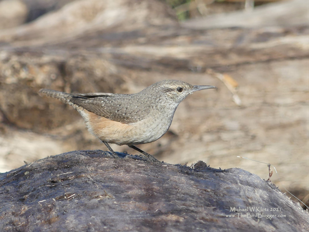 Rock Wren - Centennial Beach, BC        We will get a few of these birds in the dry grasslands of the inland valleys of Southern British Columbia but they rarely come to the coast. Our visitor this year picked a beach full of logs to pick through down at Boundary Bay, very close to the border of Point Roberts and Delta meet. Rock Wrens have been known to 