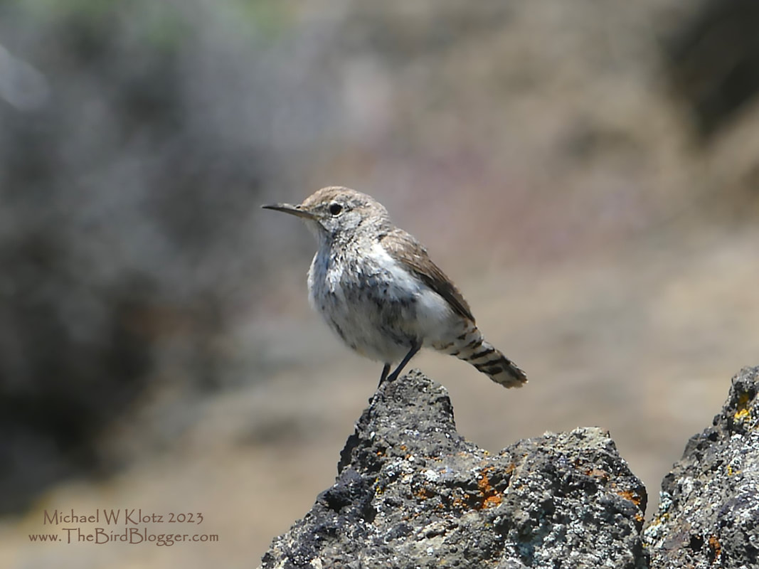 Rock Wren - Fort Rock, OR          In the interior of Oregon lies a caldera from an ancient, long-dormant volcano that has created a fascinating rock formation known as Fort Rock. This formation, amidst the flats, serves as a breeding ground for various birds, including the Rock wren. These birds are typically found in hot, arid, rocky environments across the western regions, ranging from Southern Mexico to Southern British Columbia.           Michael W Klotz - www.TheBirdBlogger.com 2023