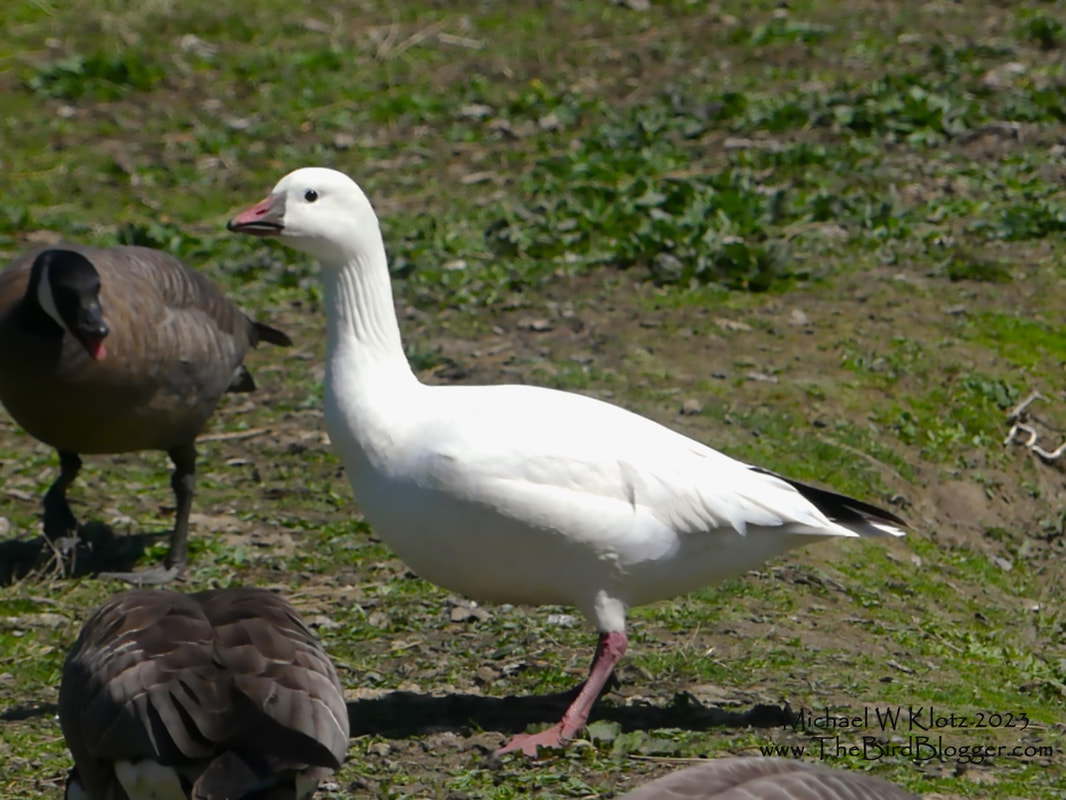 Snow Goose - Sardis Pond, BC        The small version of the Snow goose this Ross's goose made its way across the Rockies to Sardis Pond in Chilliwack. The bird buddied up with a flock of Cackling geese who weren't quite accepting him like the goose on the left give him a 