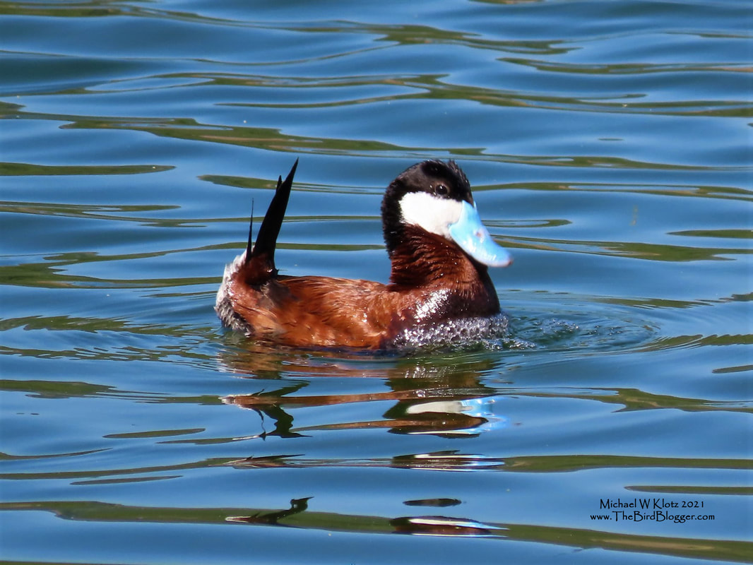 Ruddy Duck - Mahoney Lake, BC        Ruddy Ducks stand out on a lake when it is breeding season. The males are are a deep chestnut with a white cheek and a bright baby blue beak. I was lucky enough to catch this male in his breeding display. The beak is thrust down on the chest and the air is forced out blowing bubbles. It is all finished with a resounding grunt/quack. The female didn't seem impressed, but maybe I just don't understand the finer points of Ruddy Duck Courtship. This was taken in the BC Okanagan on Mahoney Lake               Michael W Klotz 2021 - www.TheBirdBlogger.com
