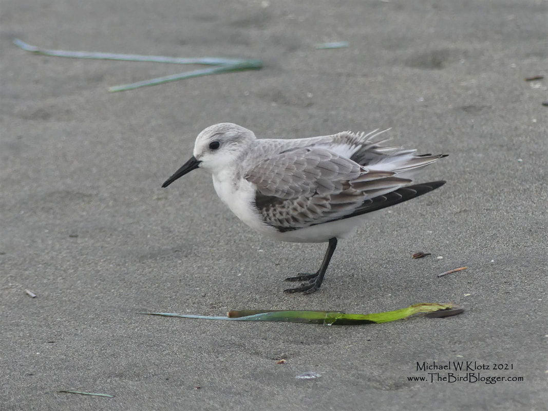 Sanderling - Ocean Shore, WA        When you think of those little sandpipers that rush down to the waterline to quickly poke their beaks in the sand, only to rush back up the beach before they get swamped, you are probably thinking of these guys. They have a very light, plain gray look in the winter and can be found on every sandy beach on just about every continent. In the summer they are found north of the arctic circle in the rusty red, checked plumage that keeps them hidden in the ground cover. This photo was taken at the breakwater as you enter Grays Harbor on the Ocean Shores side.         Michael W Klotz - www.TheBirdBlogger.com