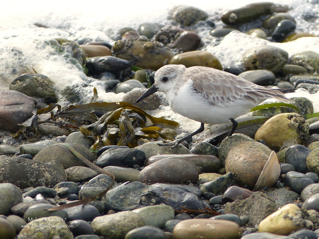 Sanderling - On a very windy day, a lone Sanderling was picking his way down the beach on the Drayton Harbor side of the Semiahmoo Peninsula. This birds feathers were pretty roughed up and you could tell they were ready to molt but flight feathers look crisp. These are the lightest of the winter peeps here along our shoreline and are extremely hard to see especially in the white froth blown up at the tide line. Their latin name, Caldris alba, translates to white sandpiper.       Michael Klotz - www.TheBirdBlogger.com
