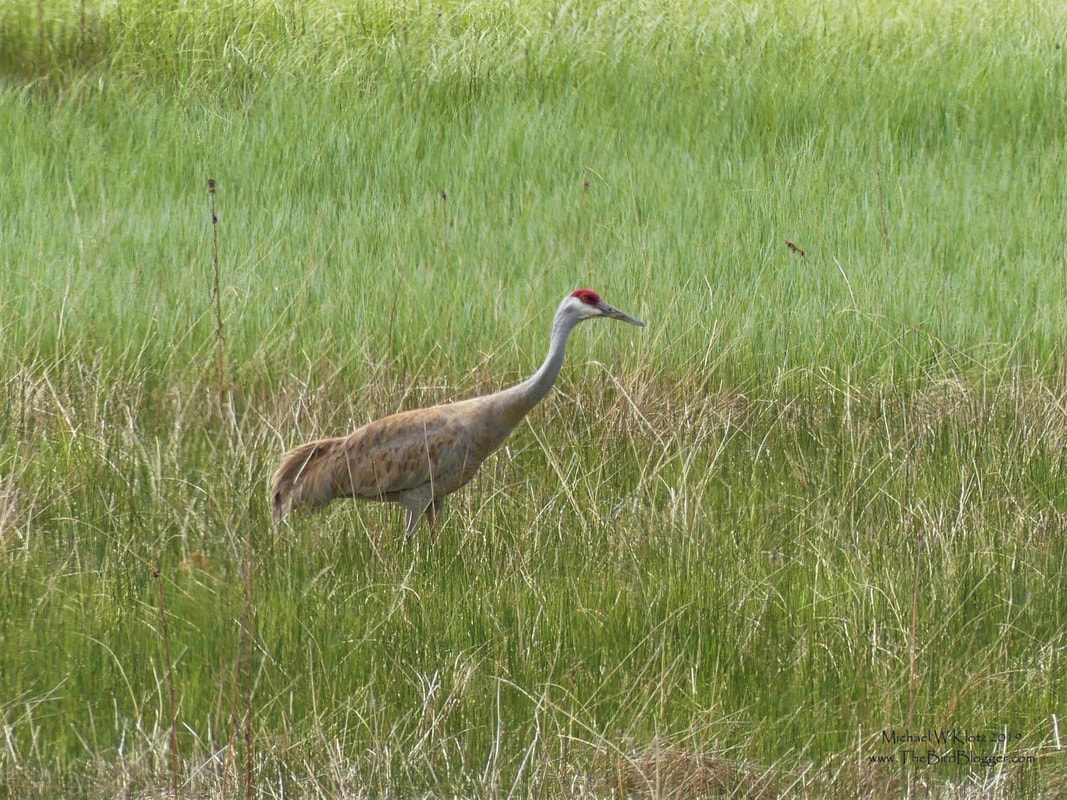 Sandhill Crane - Meadow Lake, BC        The Cariboo is the perfect place for Sandhill Cranes to raise their colts. There are plenty of pot hole lakes as well as grassland to hunt rodents and amphibians. The adult in the this picture was just outside of the Meadow Lake Guest Ranch with it's mate searching the field for food. There were several pairs of these birds calling which can be heard several miles away.              Michael W Klotz 2019 - www.TheBirdBlogger.com