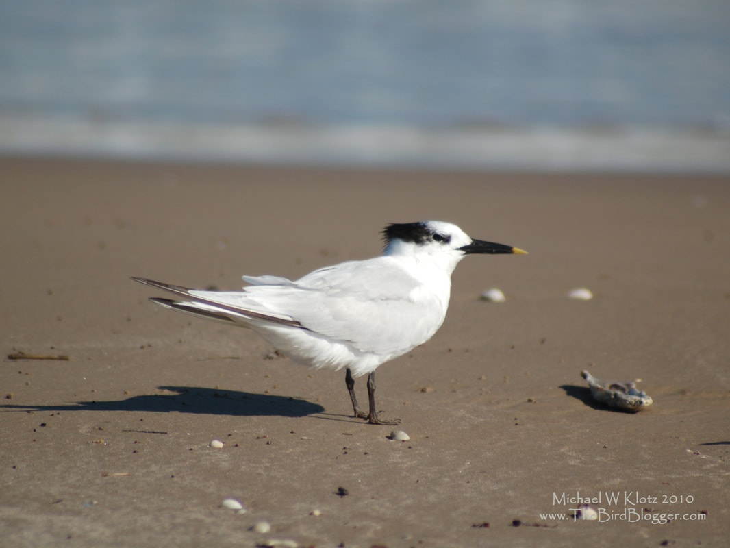 Sandwich Tern - San Padre Island, TX        When I was in along the shoreline on San Padre Island there were several species of tern here. This particular tern is smaller than most and the yellow tipped bill was a give away. Wintering along the coast and spending summer along the barrier islands in Texas. They are also found on the south east side of South America.            Michael W Klotz - www.TheBirdBlogger.com