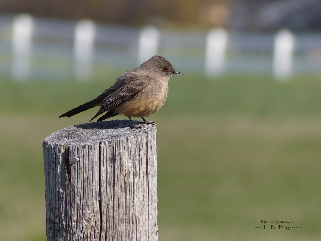 Say's Phoebe - Kelowna  On the way into Robert Lake, a Say's Phoebe was flycatching from the fence posts. I parked 5 posts up from the bird and waited patiently for him to land on my fence post. I near about fell over when he did exactly what I was thinking. Sometimes photography requires all sorts of ingenuity to get the shot and using a vehicle as a blind works very well. Say's pheobes like grassland or farm land with perches 3-5 feet from the ground. They are also one of the flycatchers that breeds furthest north into the arctic circle and to the very northern tip of Alaska.     Michael Klotz - www.TheBirdBlogger.com