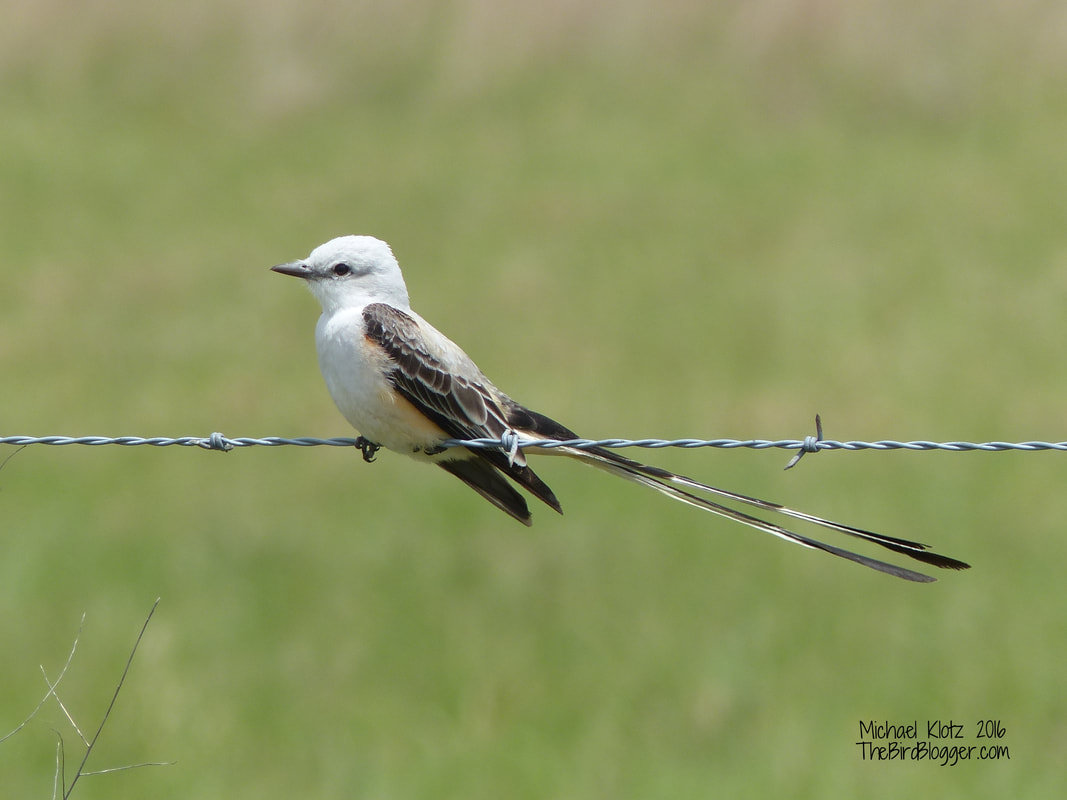 Scissor-tailed Flycatcher - Katy Prairie, TX      I have always been fascinated with birds that have these long streaming tail feathers. Do they serve a purpose besides looking cool for the ladies? This bird was flycatching from the side of the road very close to a large group of cattle in the grasslands to the west of Houston.   Michael Klotz - www.TheBirdBlogger.com Picture