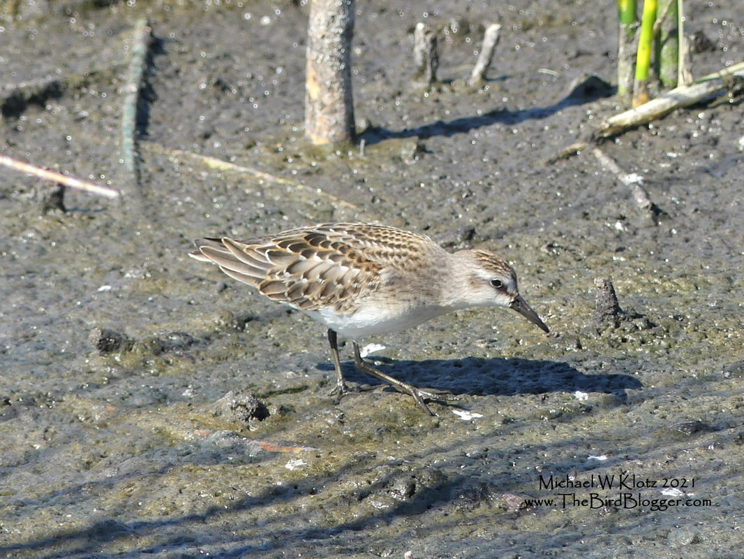 Semipalmated Sandpiper - Frank Lake, AB        This very plain sandpiper is one of the harder birds to identify when the fall migration is on. I chose this picture because it shows why the bird is named as it is. That is, the semi (partially) palmated (webbed) toes are open and spread so you can see the webbing. This can be a very difficult way to identify this bird while it is wandering around in the water. The other tell tale signs are the slightly curved bill as well as the lack of any rufous on the head and shoulders along with the black legs. This is a great website to look at for the other signs. The other two similar birds are the Western and Least Sandpipers.        Michael W Klotz 2021 - www.TheBirdBlogger.com