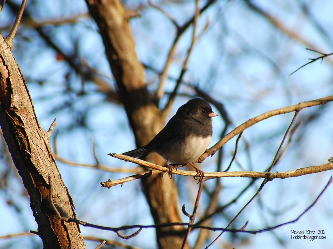 Slate-colored Junco - Gila National Monument, NM         Picture