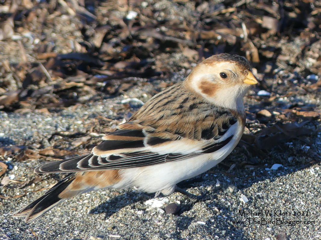 Snow Bunting - Blackie Spit, BC          We get a special winter visitor who spends some time on our coast line in the form of this Snow Bunting. They are the only bird that I can think of that turns brown in the winter and white in the summer to match their environment. These little birds head to the snow early to carve out a patch of tundra to protect, mate and raise young on. The winter colors are spectacular even though the are simply black and white. This was photographed on one of our premier birding area called Blackie Spit.             Michael W Klotz - www.TheBirdBlogger.com 2022