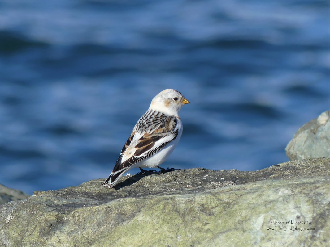Snow Bunting - Iona Island, BC          There are a couple of reliable places to find these little black and white beauties in the Vancouver area in the winter. The Tsawwassen Ferry jetty and here on the Iona jetty. They seem to like both spits of land with almost no trees and close to the water. This little bird was alone picking through the grass seeds midway down the man-made tract of land dodging the odd couple running along the gravel. These birds spend their summers around and north of the arctic circle where some males get to breeding grounds when temperatures can still reach -30.                      Michael W Klotz 2020 - www.TheBirdBlogger.com