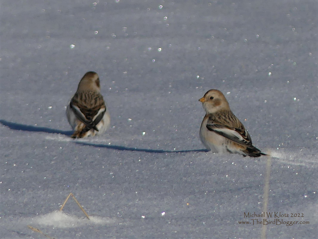 Snow Bunting - Lake Louise, AB         You know its cold when the snowflakes sparkle!  A trip to Lake Louise found us watching a couple snow buntings make their way from the seed head to seed head in the - 16 Celsius or converted to Fahrenheit that is 3 degrees. Chilly any way you look at it, yet these little birds seemed right at home. These little birds are the most northern land-based breeder in the world and are nicknamed snowflakes.             Michael W Klotz 2021 - www.TheBirdBlogger.com