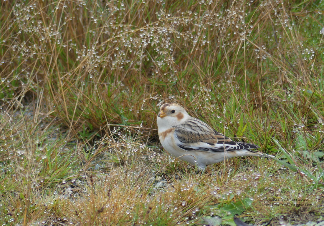 Snow Bunting - Powell River, BC           During a recent stake out of the Red-backed Shrike, a very rare bird to BC, a Snow bunting was found on the claim. In the short dewy grass, this little sparrow-like bird was picking through the gravel for a little breakfast. Snow Buntings are found throughout the northern climates in the summer but make their way south to a band just on either side of the US-Canada border. The brown feathers of this bird are a winter addition with the summer plumage a striking black and white.                 Michael W Klotz 2020 - www.TheBirdBlogger.com