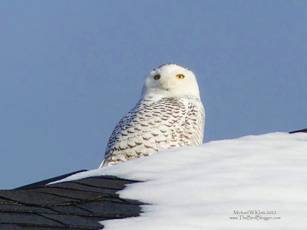 Snowy Owl - Sidney, BC         We were very happy to see this Snowy Owl when we showed up to the neighborhood where it was seen hunting the neighborhood from the roof tops. There are very few birds I like to photograph more than owls and this is one of the top 5 on my list. They are majestic and striking and can be very accepting of your presence or they may be very shy. Either way, it is important to make sure you give them space. This owl is a female, which can be identified by the amount black checking. Males tend to be very white with very little markings.                  Michael W Klotz 2021 - www.TheBirdBlogger.com