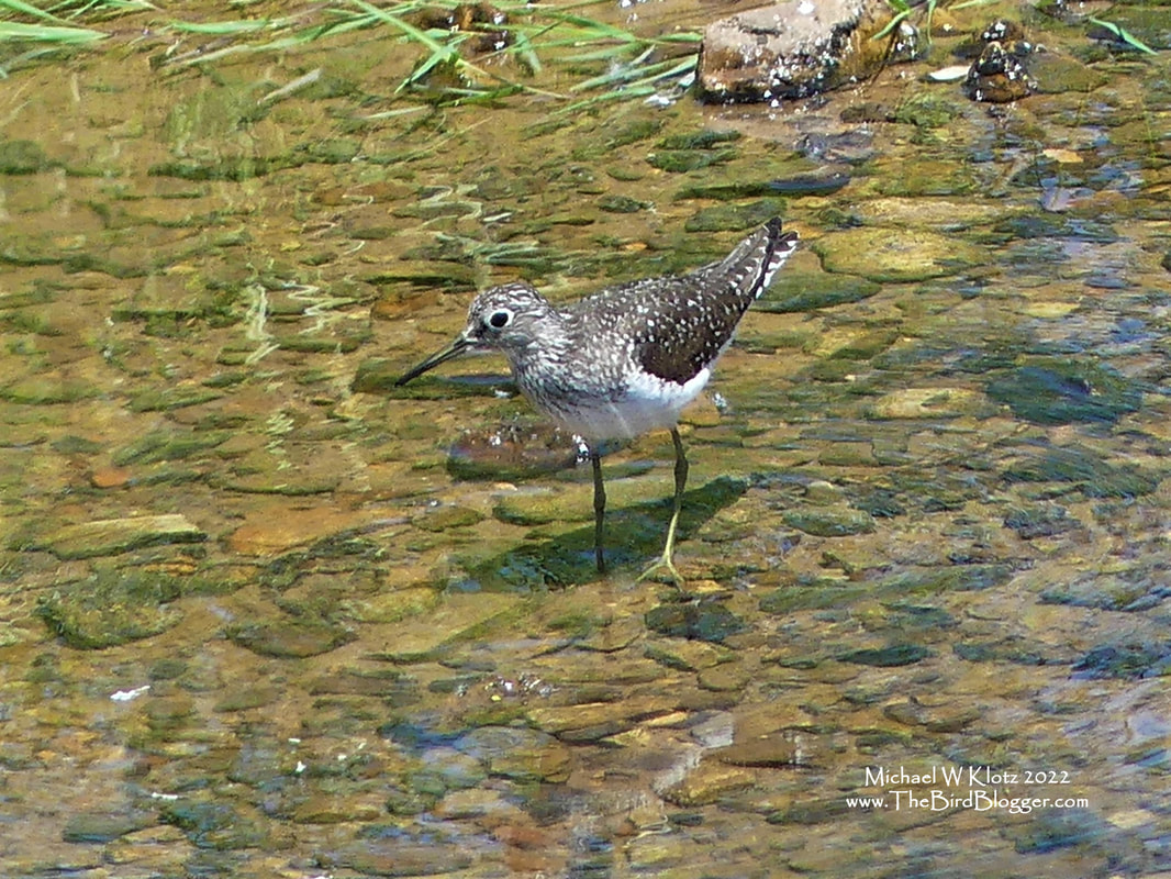 Solitary Sandpiper - Blue Creek, KY        True to its name, this Solitary Sandpiper was alone in Blue Creek checking the rocks for critters to eat. He was accompanied by cliff swallows not far away on the bank collecting mud for their nests. The Solitary sandpipers are told from the spotted sandpipers at this time of the year by the very obvious white eye-ring. Side by side, the solitary is slightly larger and no tail wagging.                 Michael W Klotz 2022 - www.TheBirdBlogger.com