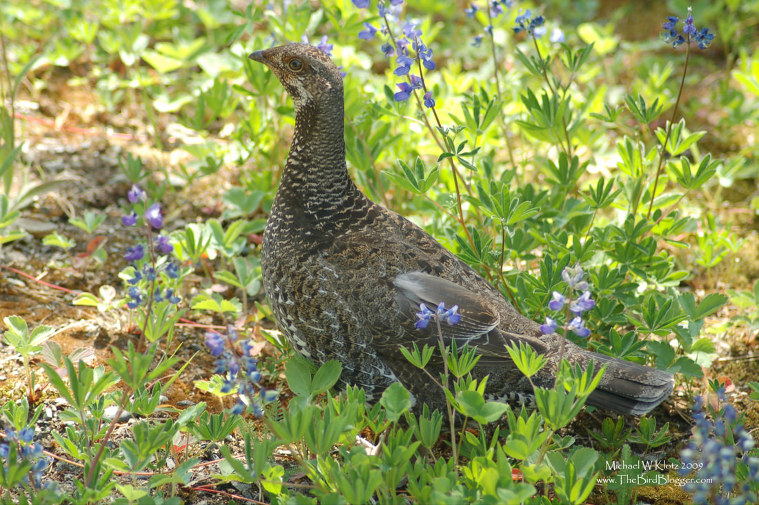 Sooty Grouse - Manning Park, BC          Along the road up to the sub alpine meadow at Manning park, this female sooty grouse was parked on the side of the road not moving. As it turned out there were little ones running through the Lupine.             Michael W Klotz 2020 - www.TheBirdBlogger.com