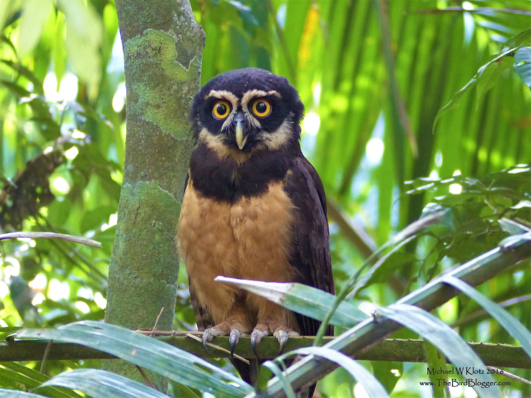 Spectacled Owl - Gatun Lochs            On a trip to Panama, I stopped just after crossing the Gatun Locks causeway and stepped into the forest just a couple hundred meters up the road. During my trek along a dirt road, I heard very excited frogs singing from 50 feet away through the thick palms. To my surprise the frogs were singing from up in the trees and a bigger surprise was, they were Toucans!! The big-billed birds were very excited about something! It turns out, it was our friend here, a Spectacled Owl.                 Michael W Klotz 2016 - www.TheBirdBlogger.com