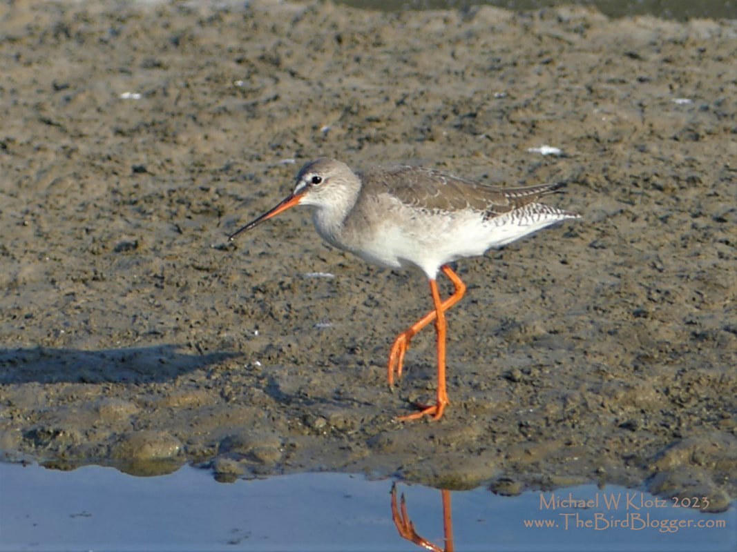 Spotted Redshank - Pak Thale, TH     On our way south from Bangkok, we stopped at an eBird hotspot that was full to the brim with species. The salt flats were loaded with shore birds, including this wintering Redshank. The stunning color of the legs are a dead giveaway. The English name for legs is 